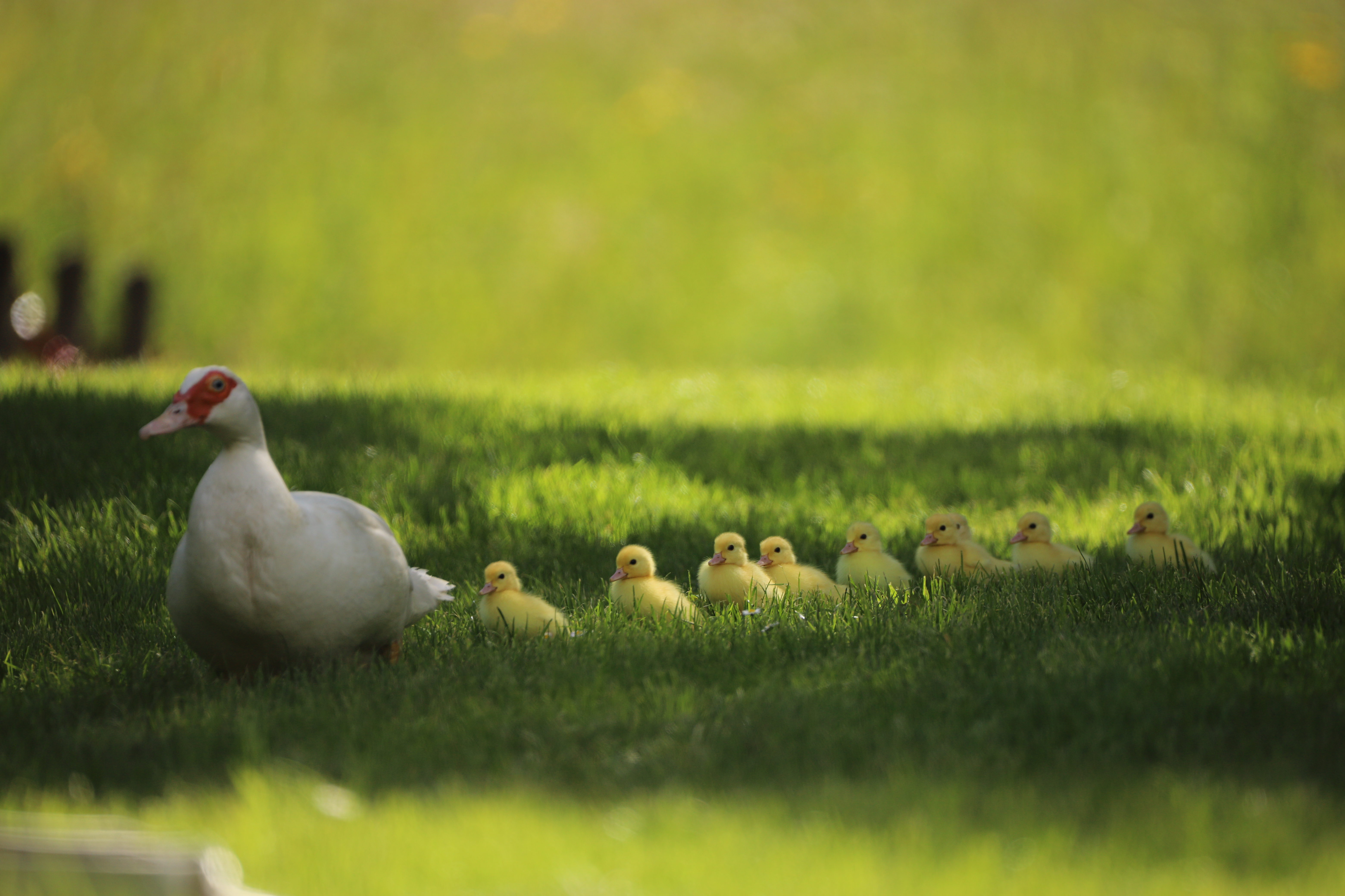 Ente mit Küken auf der Wiese