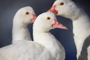 Flugente Lebend Männlich / Weiblich, Zuchtreif