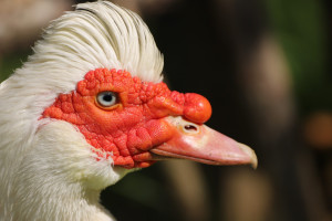 Flugente Lebend Männlich / Weiblich, Zuchtreif
