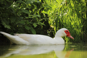 Flugente Lebend Männlich / Weiblich, Zuchtreif