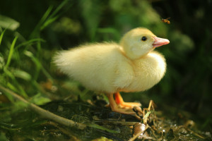 Flugente Lebend Männlich / Weiblich, Zuchtreif