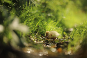 Flugente Lebend Männlich / Weiblich, Zuchtreif