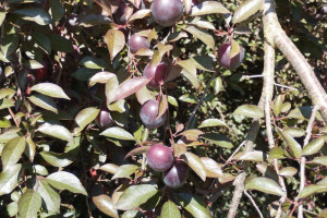 Kriecherl Kracherl 0,75L